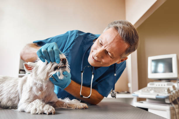 Best Emergency Dentist for Knocked-Out Tooth in Manasota Key, FL